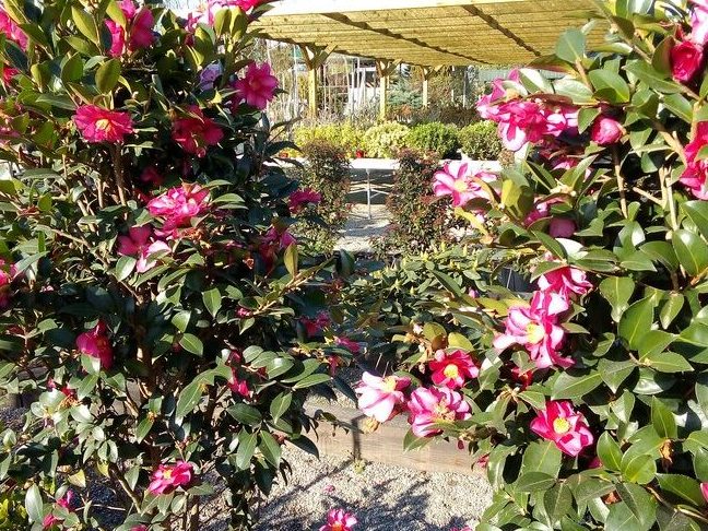 10 plantas acidofilas conoce las mejores opciones para tu jardin