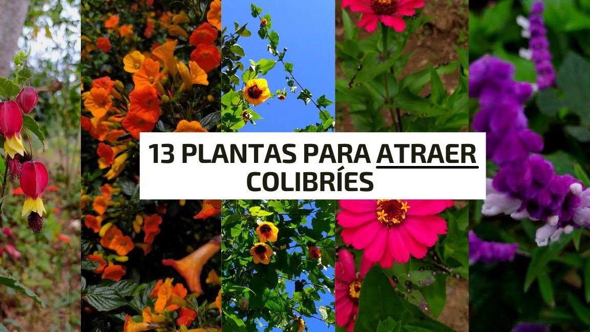 13 maravillosas flores para atraer colibries a tu jardin