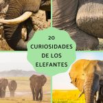20 curiosidades de los elefantes el elefante africano y asiatico juntos