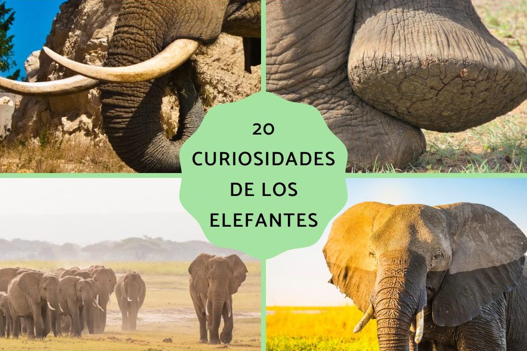20 curiosidades de los elefantes el elefante africano y asiatico juntos