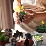 75 nombres creativos para plantas cactus y mas