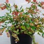 abelia cuidados como cultivar abelia grandiflora en maceta