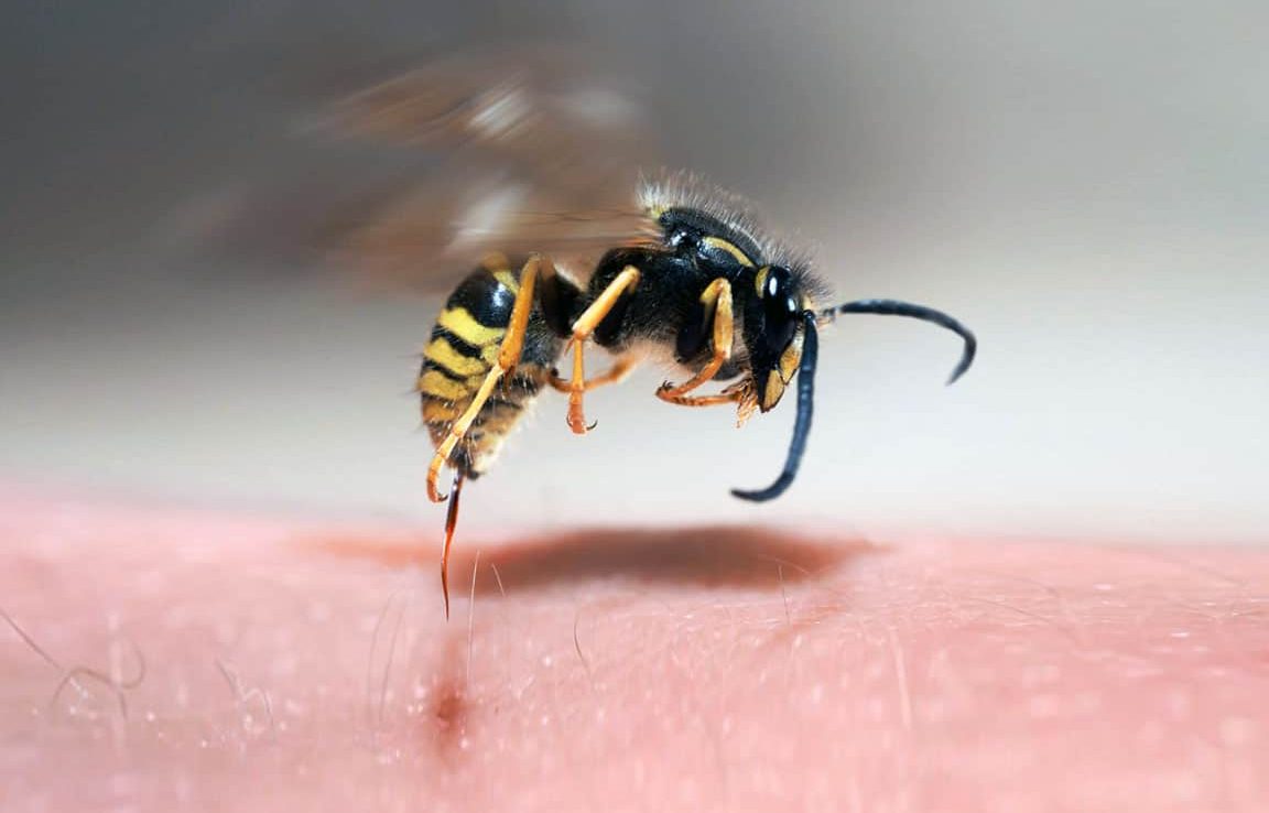 aguijon avispa lo que debes saber sobre avispas picando y su aguijon