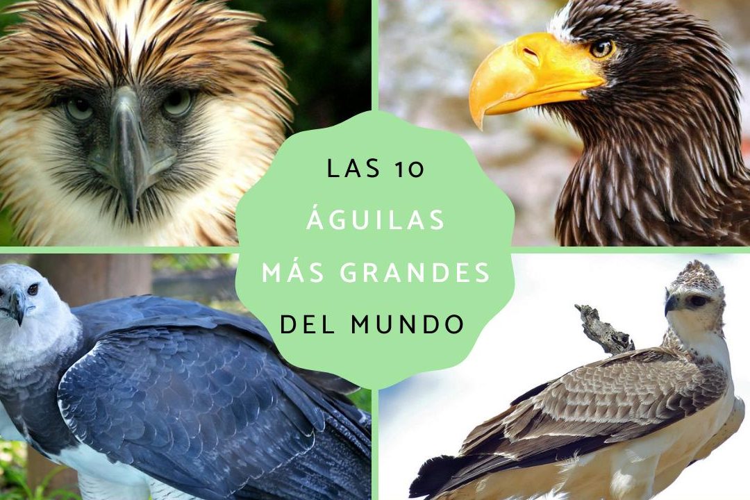 aguila mas grande del mundo tamanos tipos y caracteristicas de las aguilas grandes