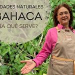 albahaca morada propiedades descubre los secretos de la albahaca morada