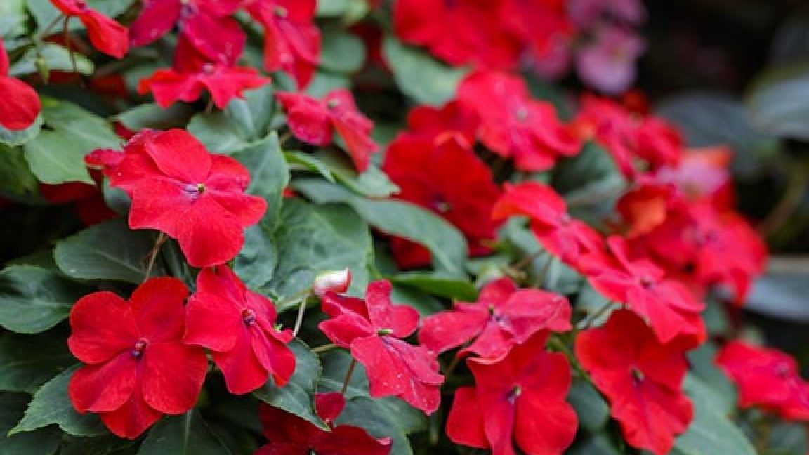 alegria del hogar planta impatiens walleriana y sus cuidados