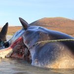 ambar de ballena el sorprendente vomito de cachalote