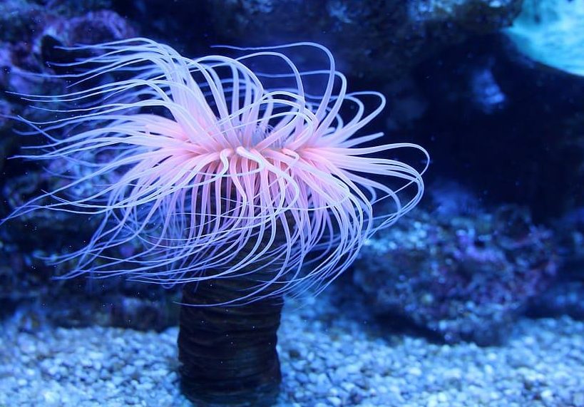 anemoras y aneminas anemona tipos y alimentacion explicada