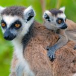 animales de africa en peligro de extincion una llamada a la accion