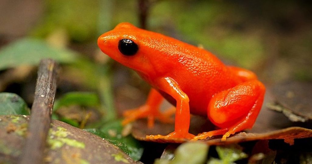 animales del bosque templado descubriendo la fauna de la zona templada