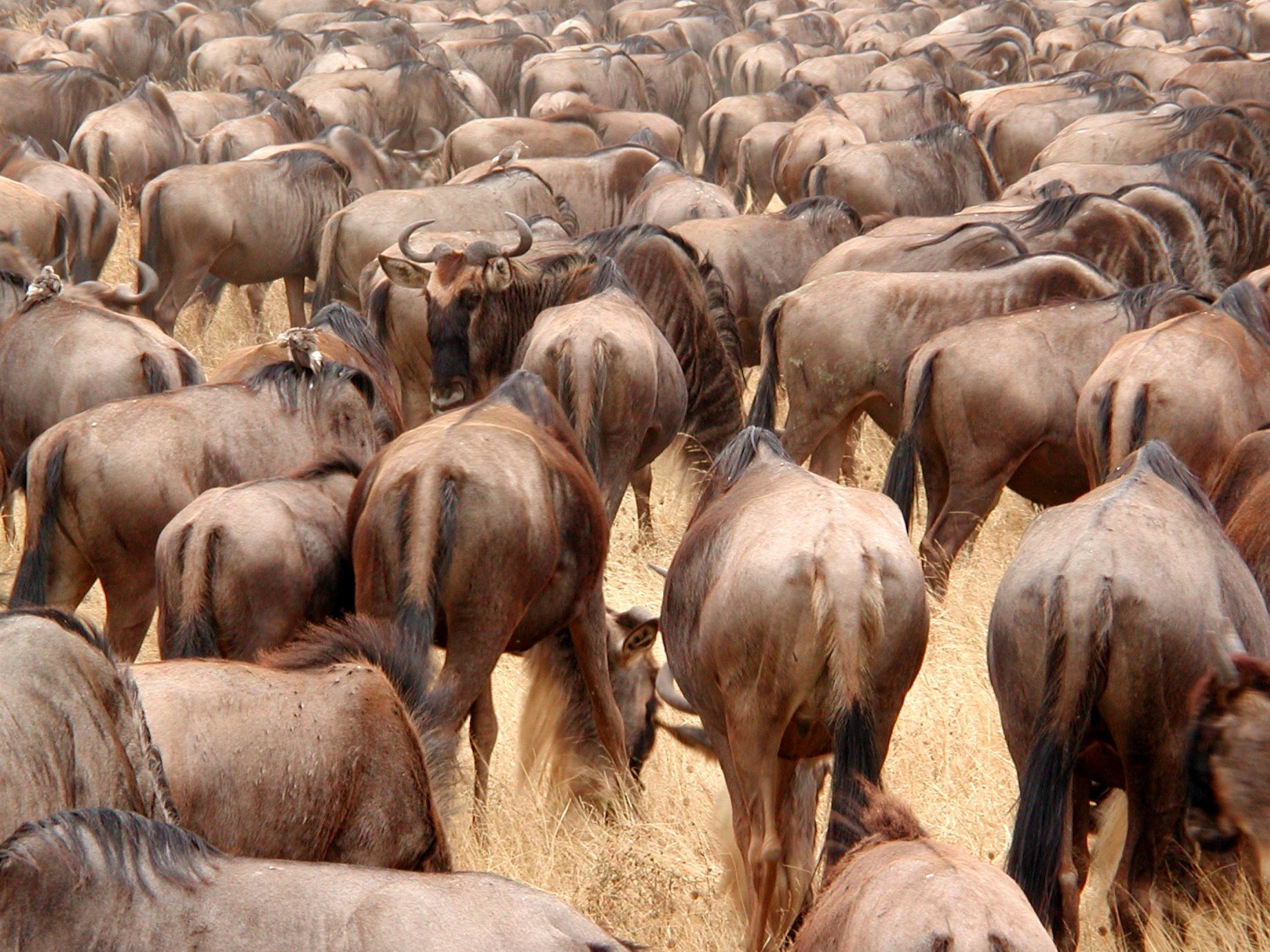 animales gregarios relacion gregaria y asociaciones intraespecificas
