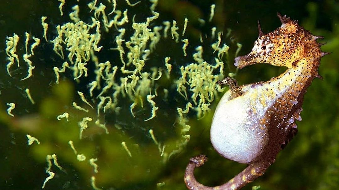 animales hermafroditas los caballitos de mar hermafroditas y mas