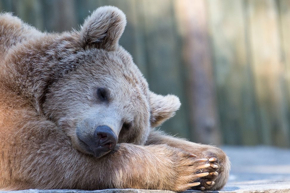 animales hibernando todo sobre los animales que hibernan