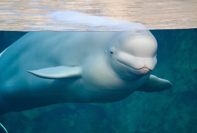 animales marinos mamiferos explorando los peces mamiferos