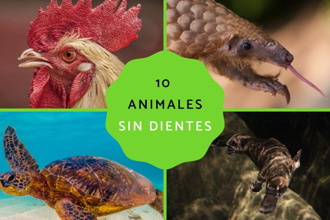 animales sin dientes las gallinas tienen dientes pero no los usan