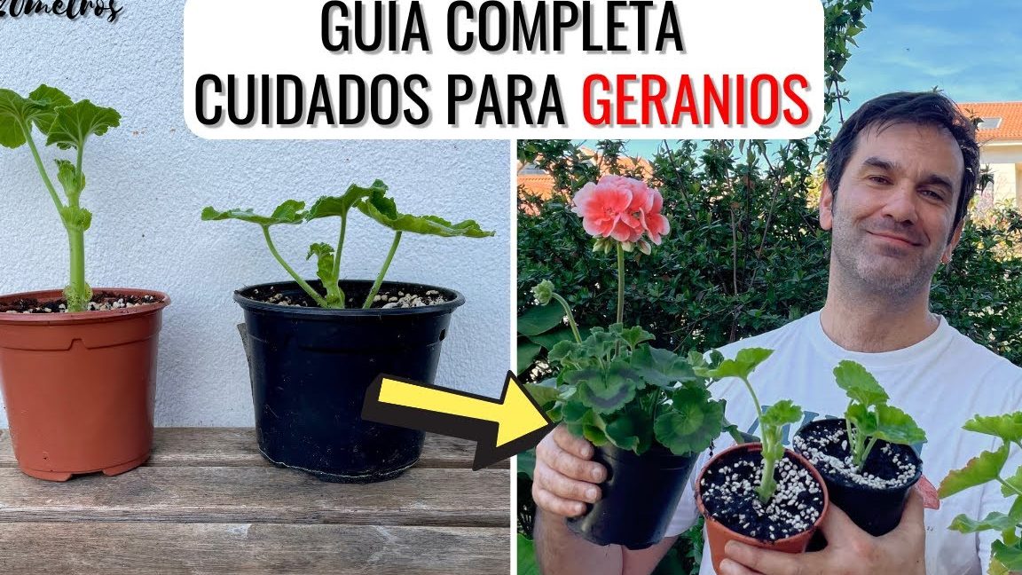 aprende a plantar esquejes de geranio guia completa para enraizar tus geranios
