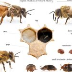 aprende sobre las partes de una abeja su biologia y su rol