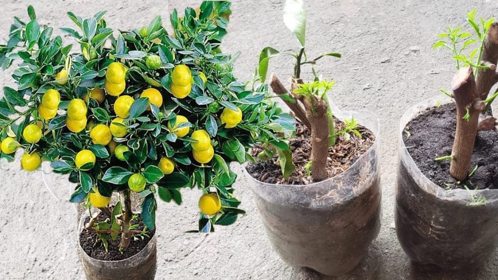 aprendecomo plantar un limonero a partir de una ramafacilmente