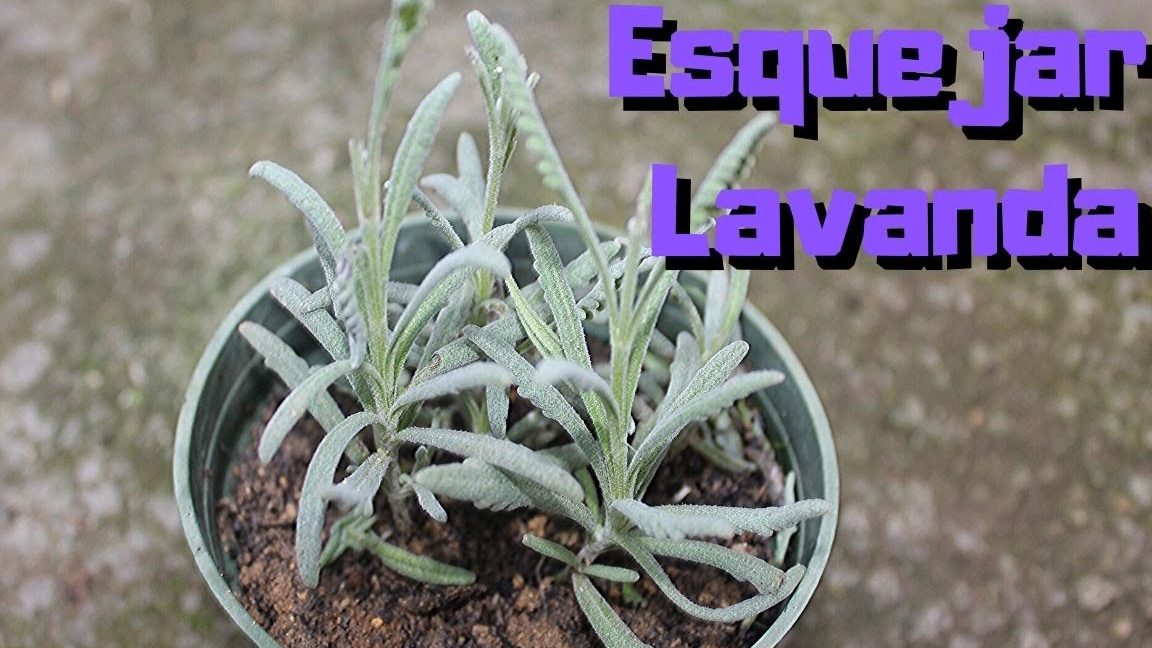 aprendecomo reproducir lavandade manera efectiva en casa