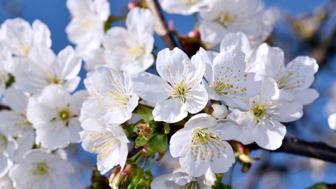 arboles con flores blancas belleza y variedad en nuestros jardines
