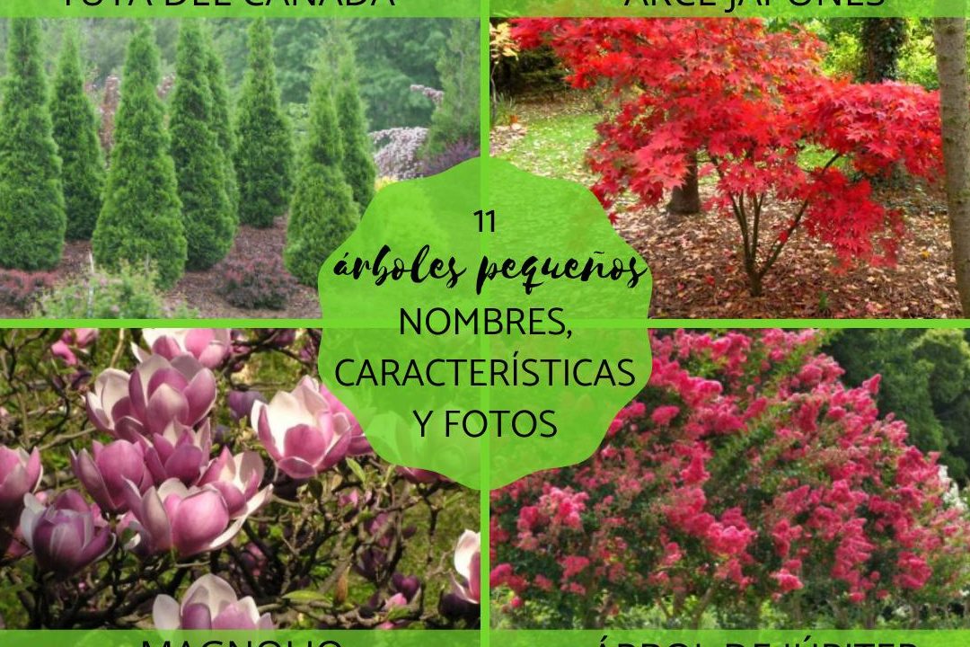 arboles decorativos para jardin nombres y caracteristicas de arboles ornamentales