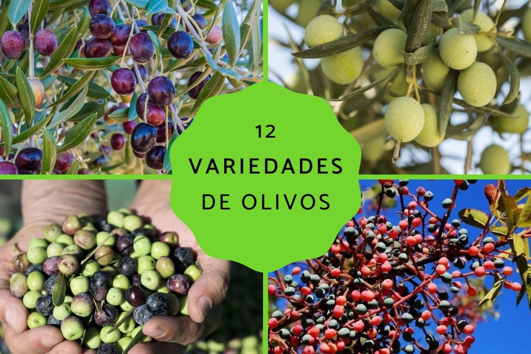 arboles tipos de olivos como saber que tipo de olivo tengo
