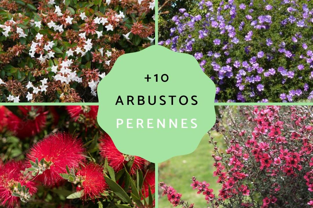 arbustos perennes con flor conoce los mejores arbustos de jardin