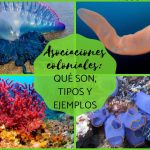 asociaciones coloniales explorando la conexion de la vida en grupo