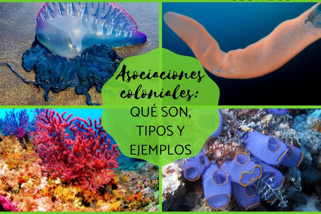 asociaciones coloniales explorando la conexion de la vida en grupo