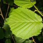 avellano cuidados todo sobre el avellano arbol flor