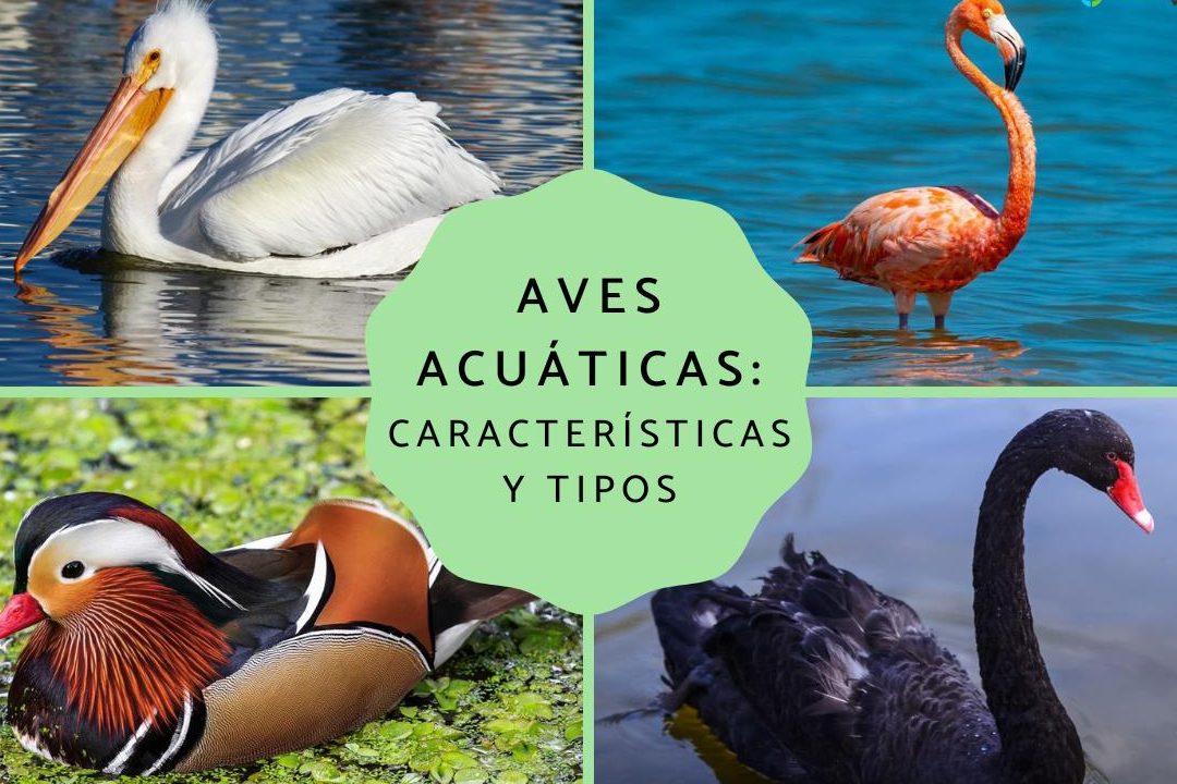 aves acuaticas conoce la diversidad de pajaros de agua y especies