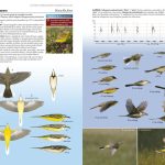 aves ejemplos un recorrido por las aves paseriformes