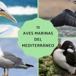 aves marinas del mediterraneo fotos y nombres de aves parecidas a las gaviotas