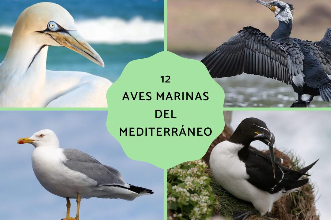 aves marinas del mediterraneo fotos y nombres de aves parecidas a las gaviotas