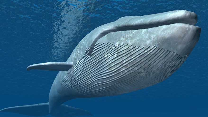 ballena azul antartica tamano y otros animales enormes el mas grande