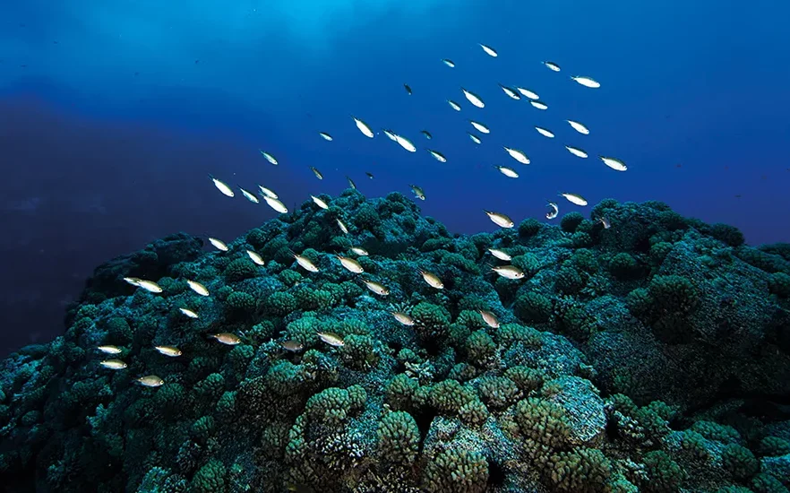 biotecnologia marina y su impacto una mirada a la biotecnologia azul