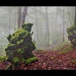 bosque niebla y bosque nublado maravillas de los bosques de niebla