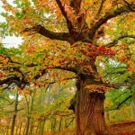 bosques frondosos el esplendor de plantas frondosas y arboles frondosos