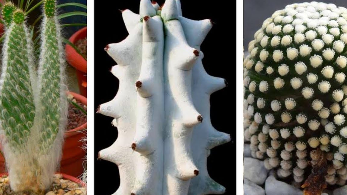 cactus alargado sin espinas conoce los tipos y nombres de cactus raros
