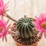cactus con flores y sus nombres descubre los tipos y cuidados