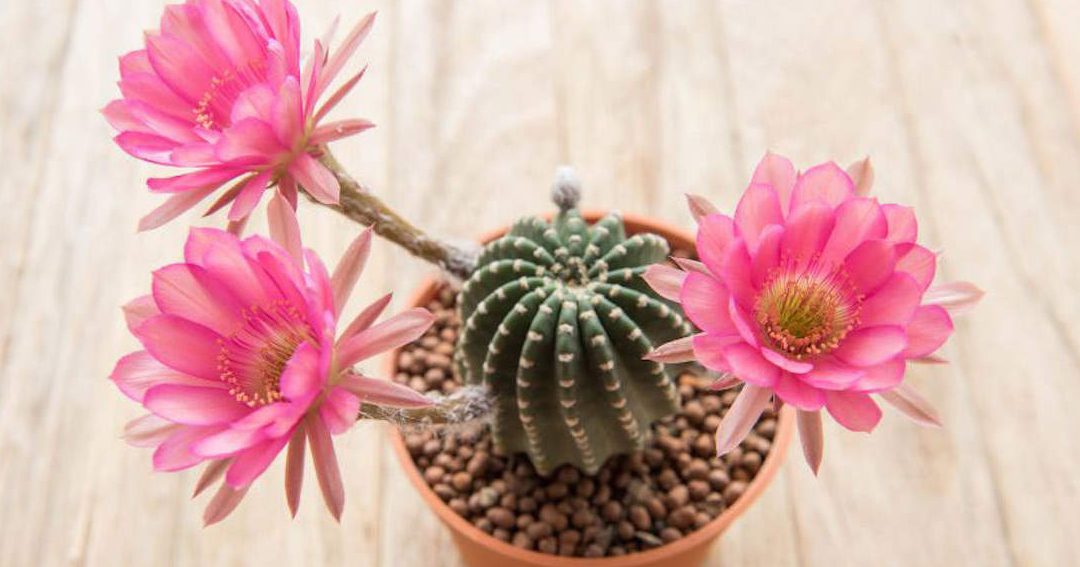 cactus con flores y sus nombres descubre los tipos y cuidados