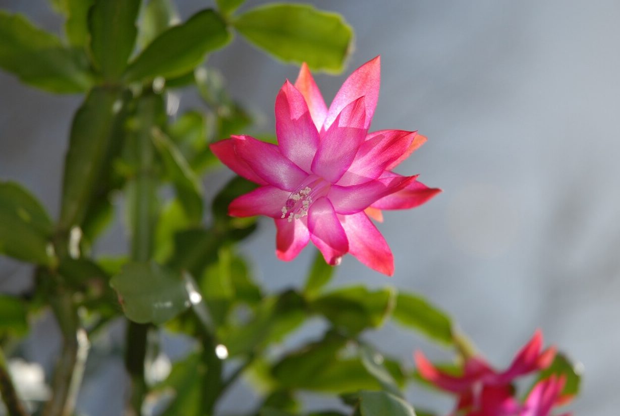 cactus de navidad rojo y sus sorprendentes cambios de color