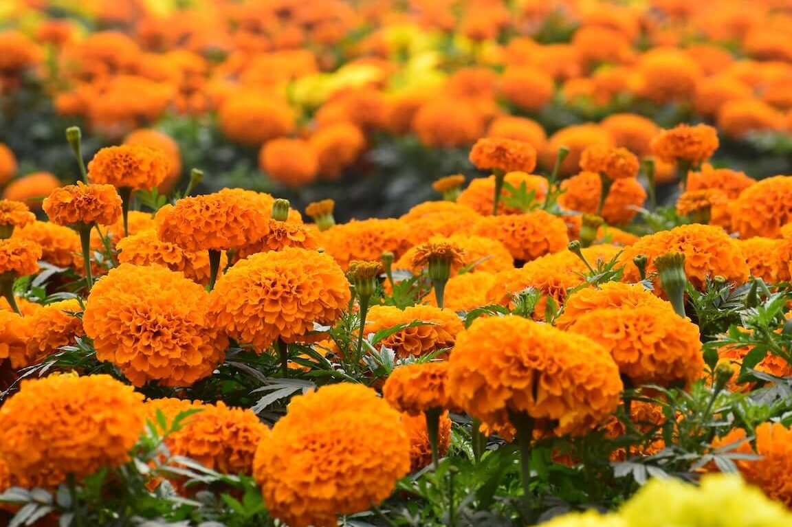 calendula planta cuidados guia para cultivar y disfrutar de sus beneficios