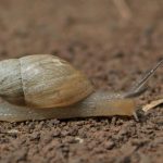caracol cuanto vive descubre la vida de los caracoles