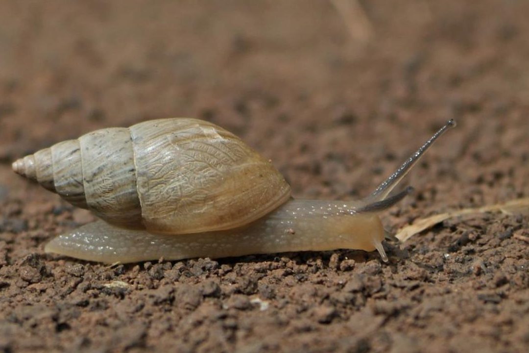 caracol cuanto vive descubre la vida de los caracoles