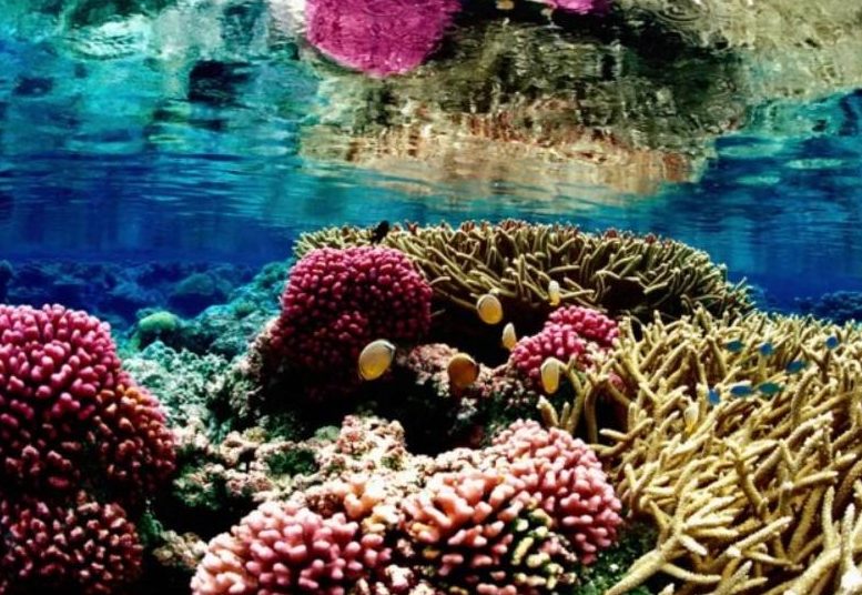 caracteristicas del ecosistema marino flora fauna ambiente y mas