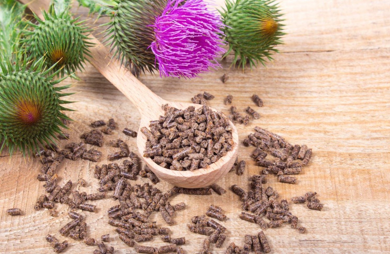 cardo propiedades y contraindicaciones flor de cardo mariano y su impacto