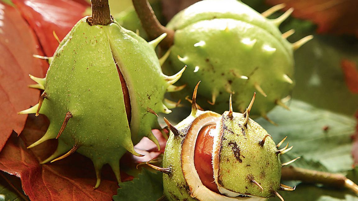 castano de indias propiedades y contraindicaciones a considerar