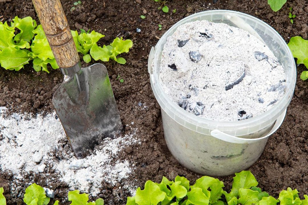 cenizas como abono son realmente buenas para las plantas