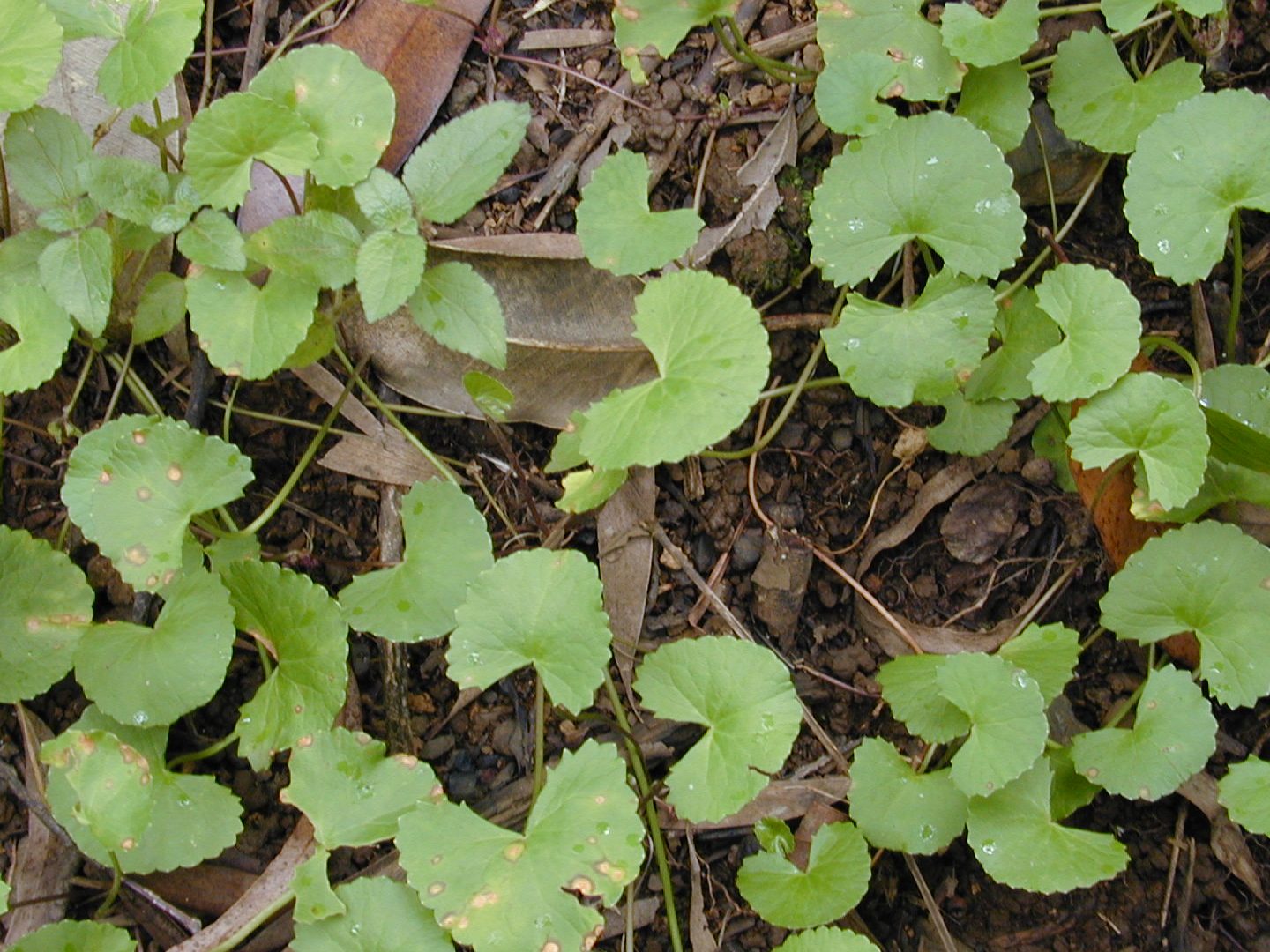 centella asiatica flor beneficios y contraindicaciones del gotu kola